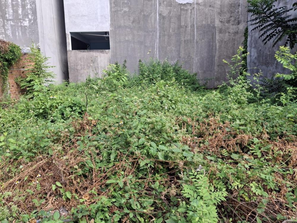 🔥[GIẢM 200TR] Đất HXH Nở Hậu Thạnh Lộc 22, Q12 - 81m² Giá Tốt
