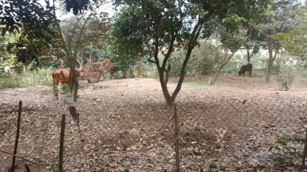 Bán Lô Góc 600m² Sơn Tây, Hà Nội - Đầu Tư Xây Nhà Vườn, Homestay Giá Tốt