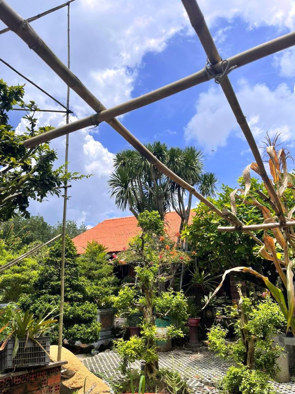 Nhà Vườn Mặt Tiền Nguyễn Thị Chì - 1257m2, 17x78m - Chỉ 1x Tỷ