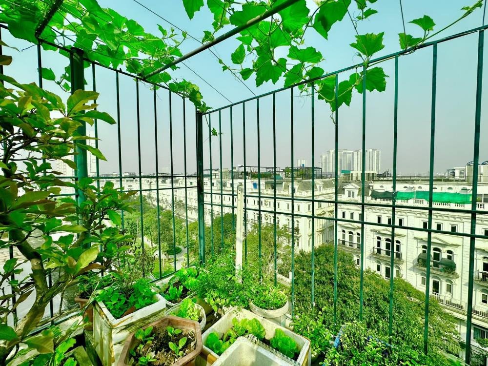 Bán Biệt Thự Liền Kề Louis City Đại Mỗ: 109m2, 6 Tầng, Mặt Tiền 5m, 46.5 Tỷ