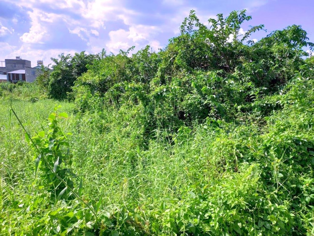Đất Nở Hậu Vườn Lài Quận 12: 4324m2, Ngân hàng hỗ trợ