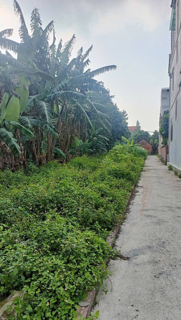 Bán Gấp Đất Đẹp Tại Tiên Lệ, Hoài Đức - 41m², Giá Tốt, Pháp Lý Sạch