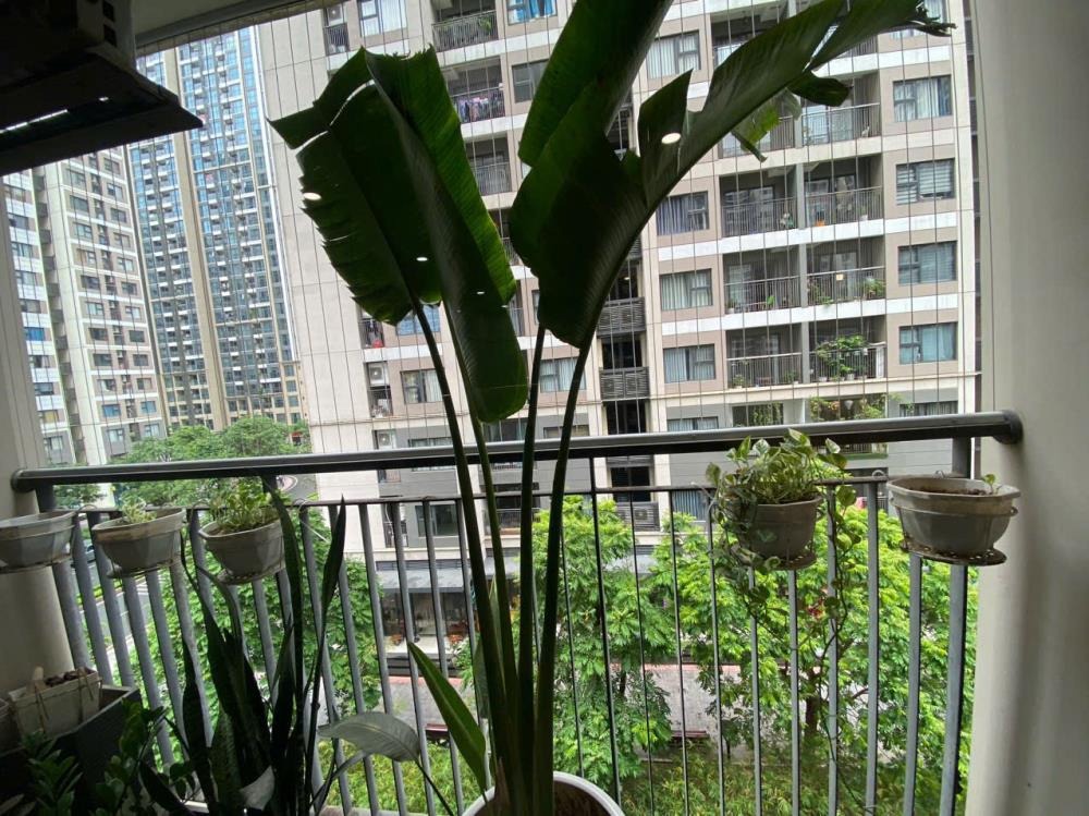 Chính chủ bán căn góc 75m2, 3PN Vinhomes Ocean Park S208 giá tốt nhất
