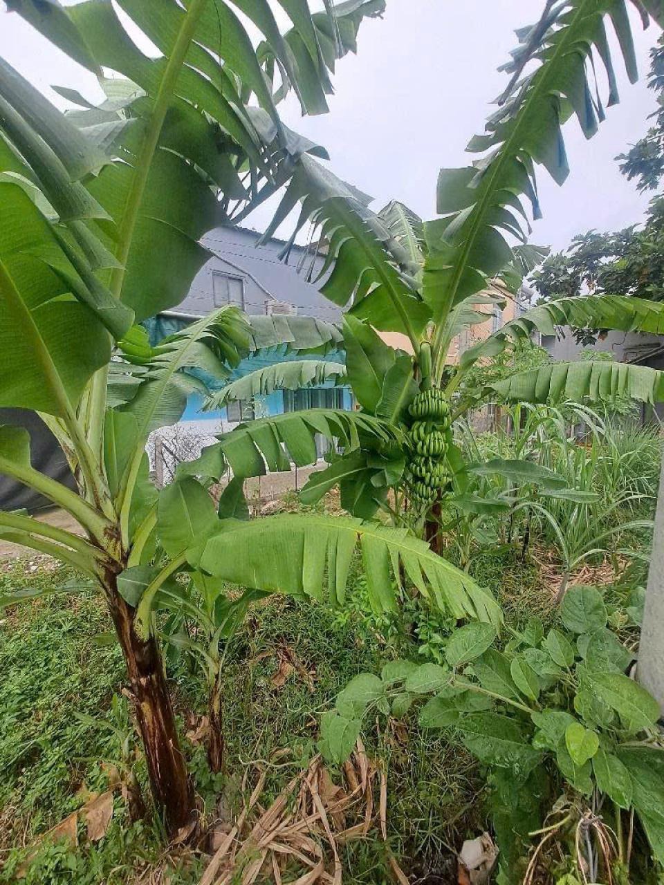Đất An Phú Đông 9, Q12: 137m2, Tách Thửa, SHR, Giá 5.35 tỷ