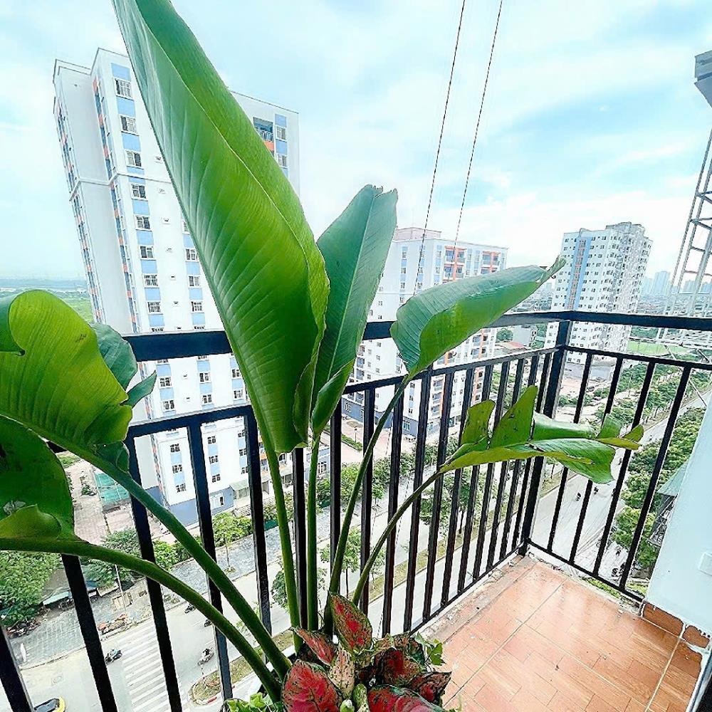 Căn Hộ 2PN, 54m2, Nội Thất Full - KĐT Đền Lừ - Giá Tốt