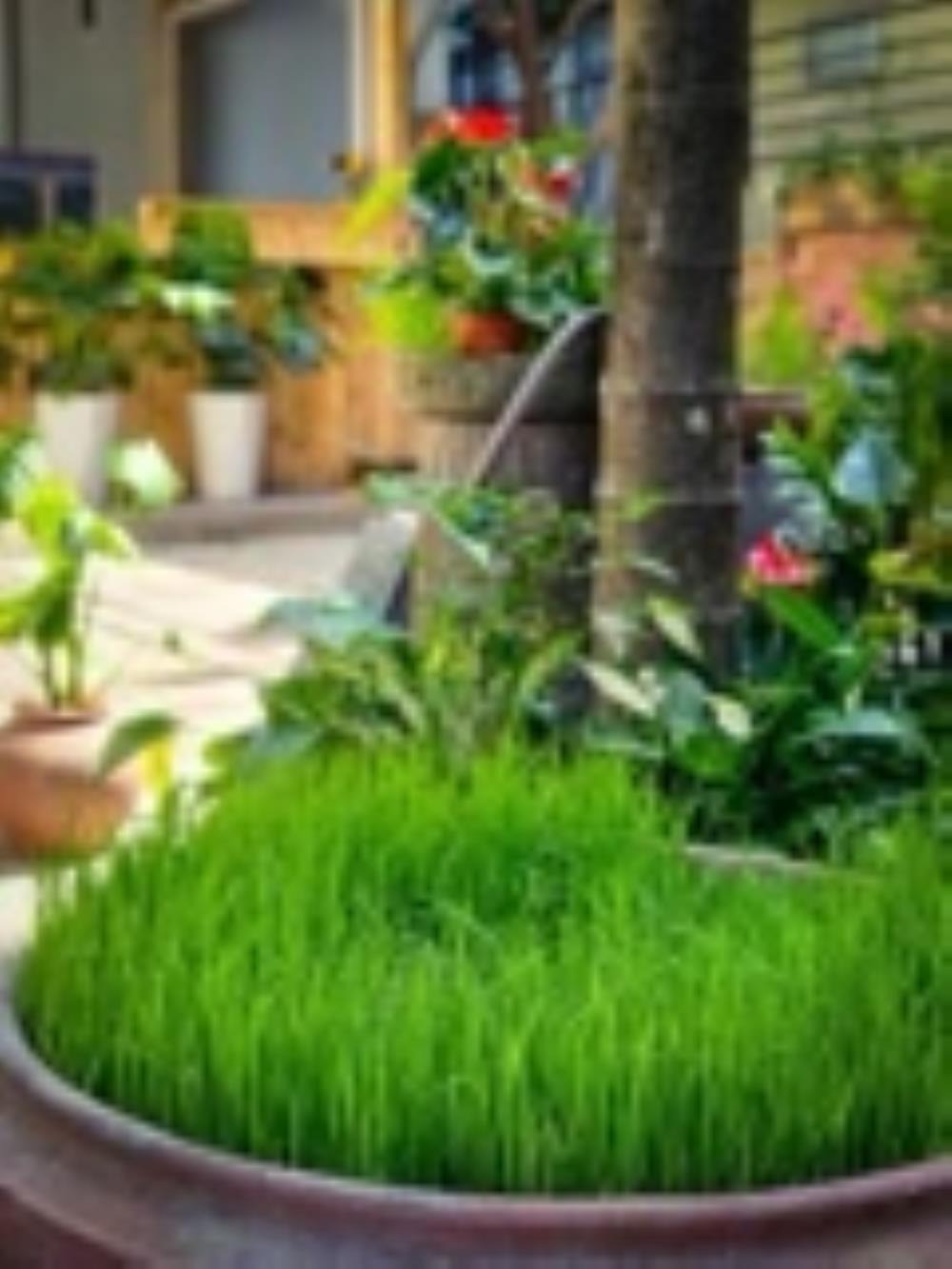 Đòng Garden: Homestay Hà Nội Yên Bình, Hiện Đại, Gần Lăng Bác