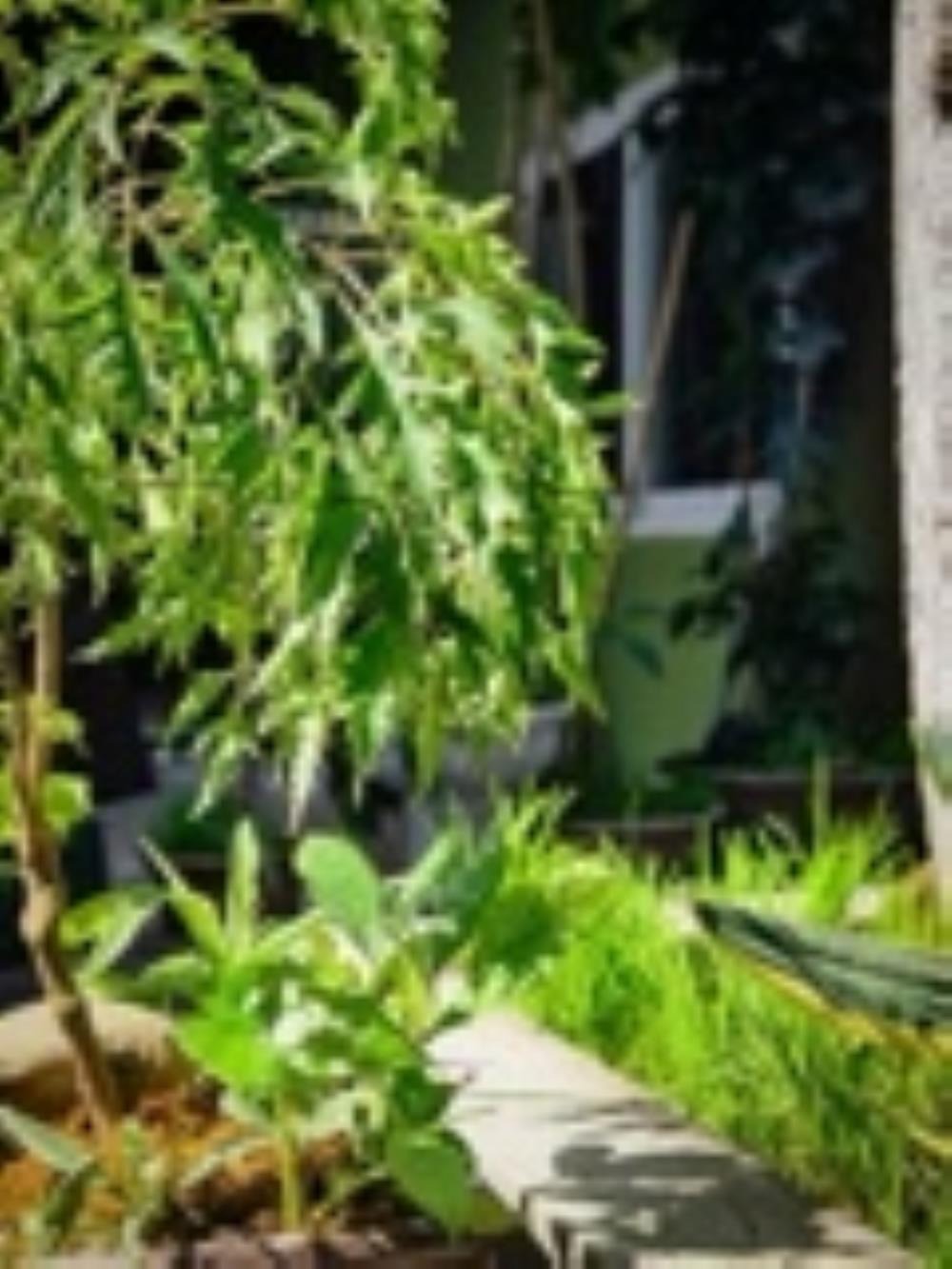 Đòng Garden: Homestay Hà Nội Yên Bình, Hiện Đại, Gần Lăng Bác