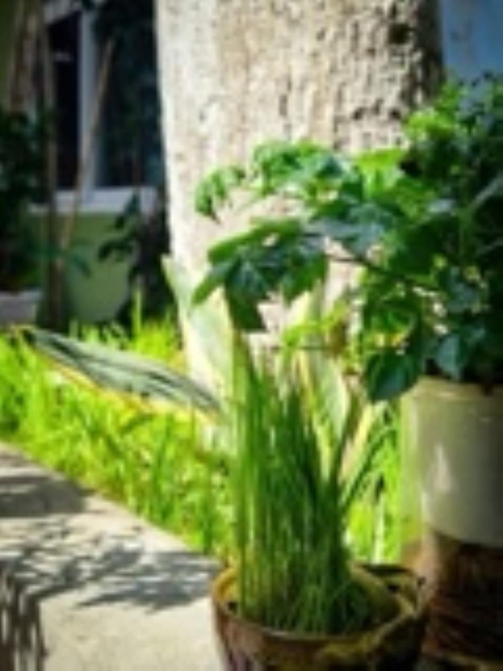 Đòng Garden: Homestay Hà Nội Yên Bình, Hiện Đại, Gần Lăng Bác