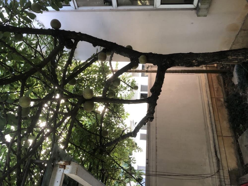 Bán Biệt Thự Splendora Bắc An Khánh: 210m2, 3 Tầng, Giá Tốt - Dũng Biệt Thự