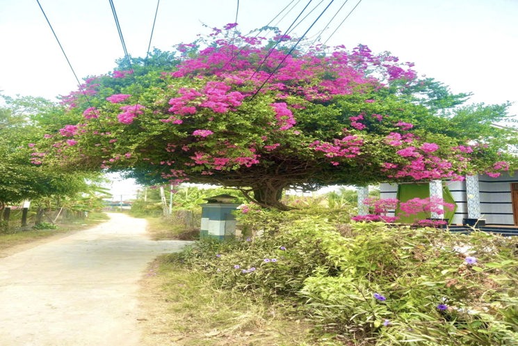 Bán Gấp Lô Đất Thổ Cư, Nằm Ngay Mặt Tiền Đường Xã Ninh Thân, Ninh Hòa – Giá Chỉ 500 Triệu!