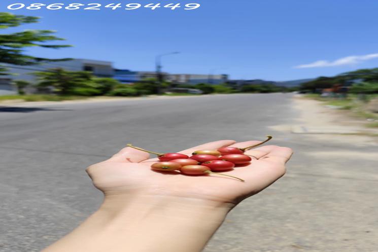 Đất đẹp Sơn Trà, vị trí đỉnh, gần cầu Rồng, gần biển Mỹ Khê, ô tô thông thẳng