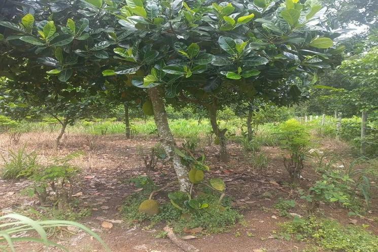 🔥 BÁN GẤP LÔ ĐẤT GIÁ CHỈ 290 TRIỆU 🔥