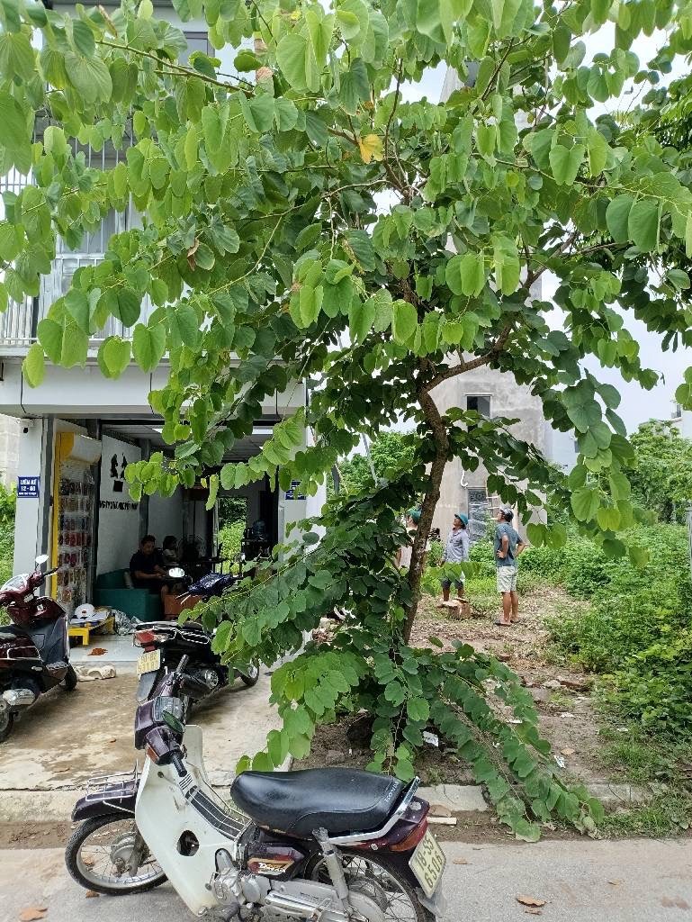 Bán đất Tái Định Cư Tứ Hiệp 30m2 - Vị Trí Đắc Địa, Hiếm Có