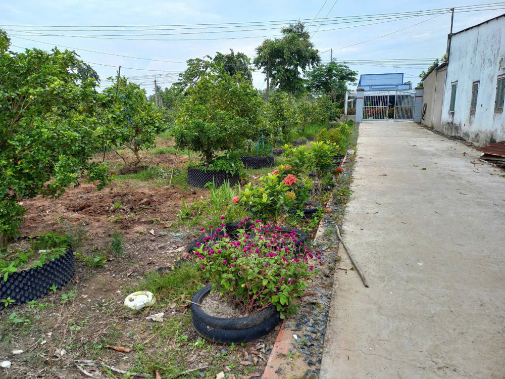 Chính chủ bán đất thổ cư xã Phước Hậu, huyện Long Hồ, tỉnh Vĩnh Long