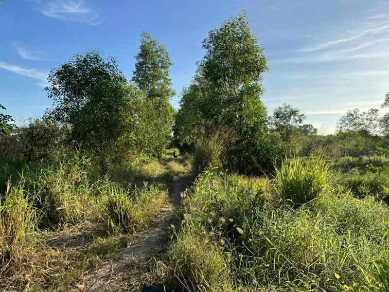 Bán 3000m2 đất 3 mặt tiền 60x50, Xã Hưng Long, Bình Chánh chỉ 2,7tr/m2