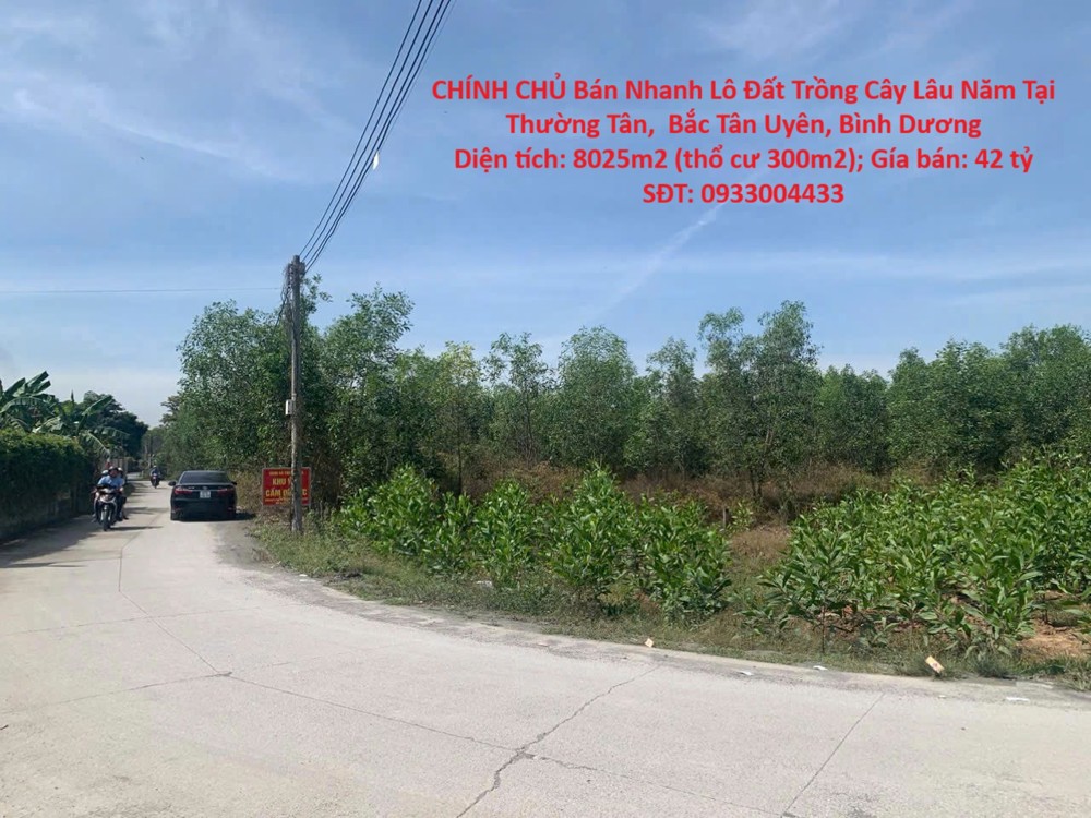 CHÍNH CHỦ Bán Nhanh Lô Đất Trồng Cây Lâu Năm Tại Thường Tân,  Bắc Tân Uyên, Bình Dương