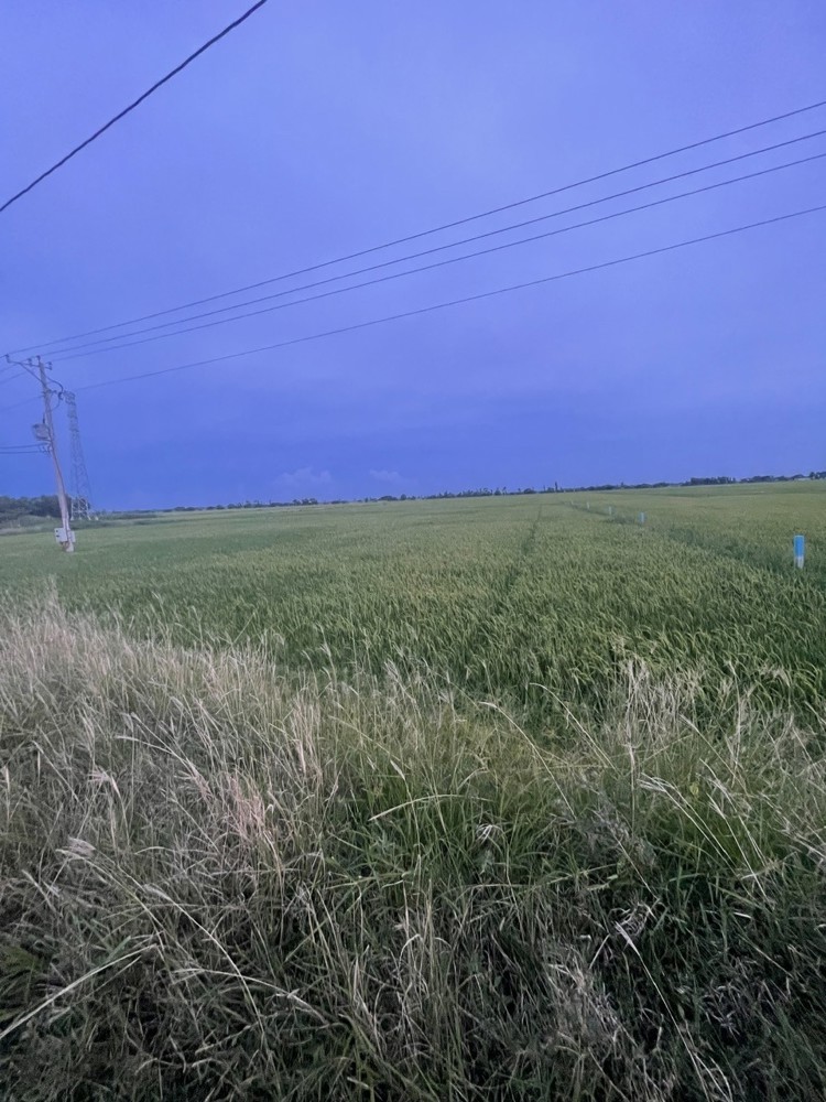 ĐẤT ĐẸP - GIÁ TỐT - Cần Bán nhanh lô đất tiềm năng tại Trần Đề, tp Sóc Trăng, tỉnh Sóc Trăng ( cũ )