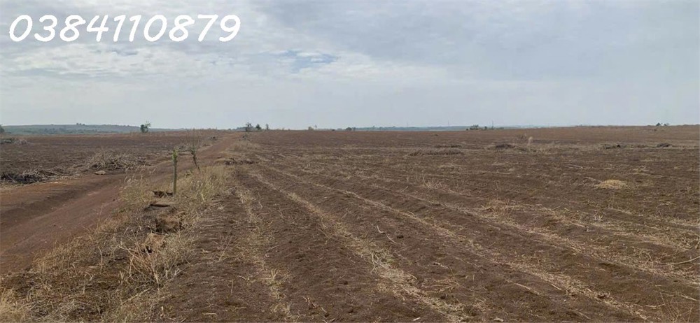 CHO THUÊ 150HA ĐẤT TRỒNG NÔNG NGHIỆP