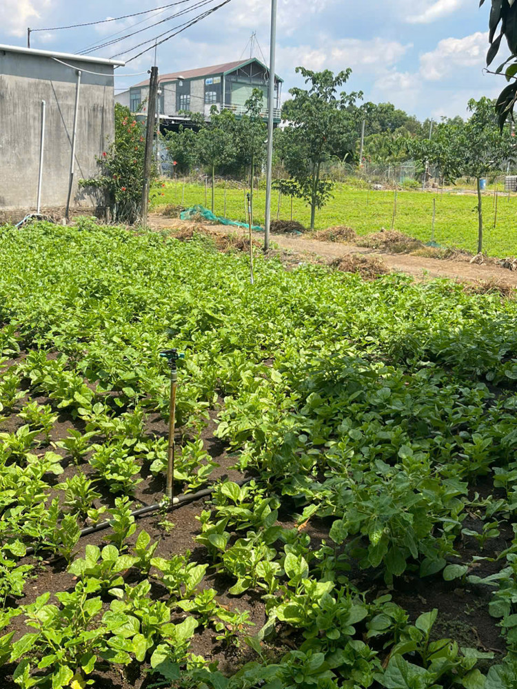 Lô đất 1000m² (ngang 10m), sổ hồng riêng, đường 3m, gần Chợ, Nhà Thờ Suối Nho