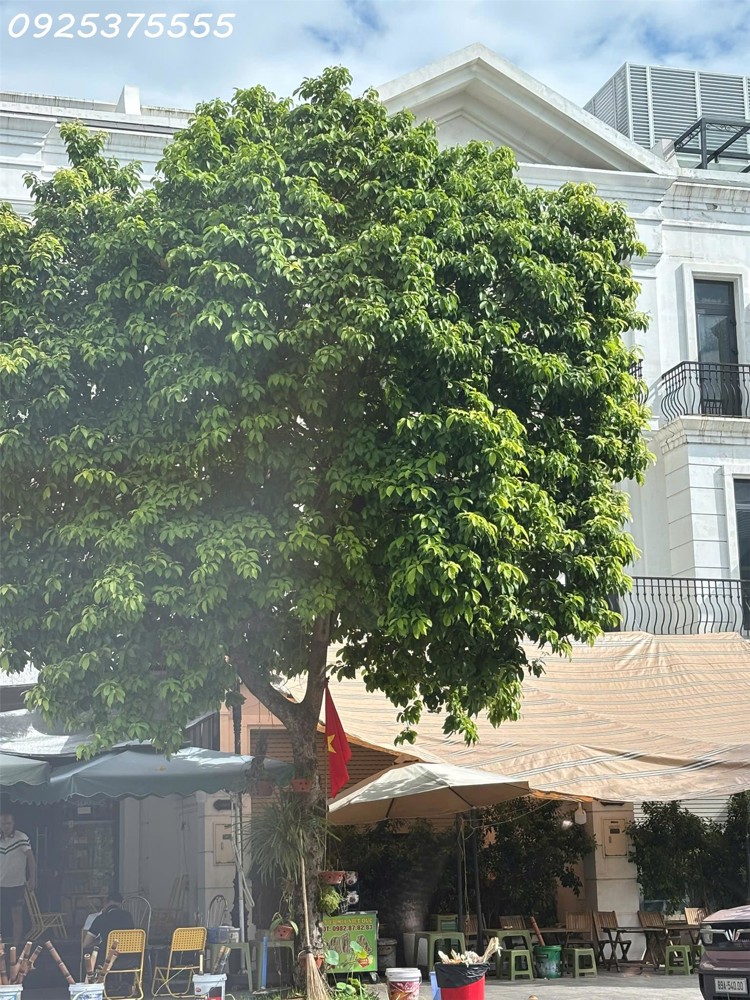 Shophouse vừa ở vừa kinh doanh rẻ nhất Vinhomes Ocean Park 1, Hà Nội. MTG
