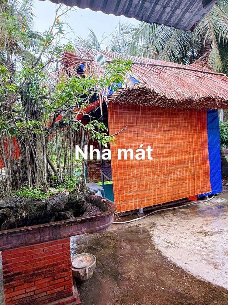 Tìm chủ mới đất mặt tiền đường bê tông 2m5 mét tại ấp Phong Đại Điền - Thạnh Phú - Bến Tre cũ