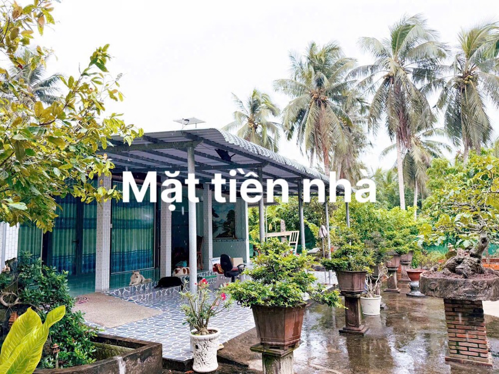 Tìm chủ mới đất mặt tiền đường bê tông 2m5 mét tại ấp Phong Đại Điền - Thạnh Phú - Bến Tre cũ