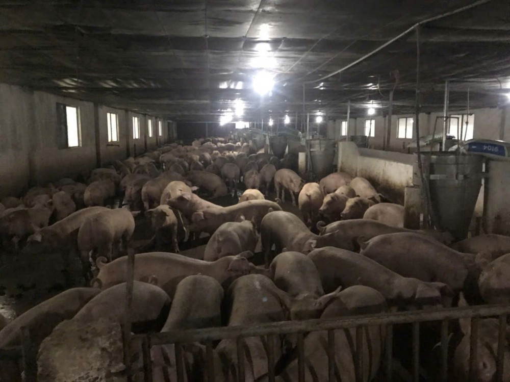 Trang trại chăn nuôi heo qui mô lớn 10 hécta giá 155 tỷ  giá cả thương lượng với khách hàng có nhu