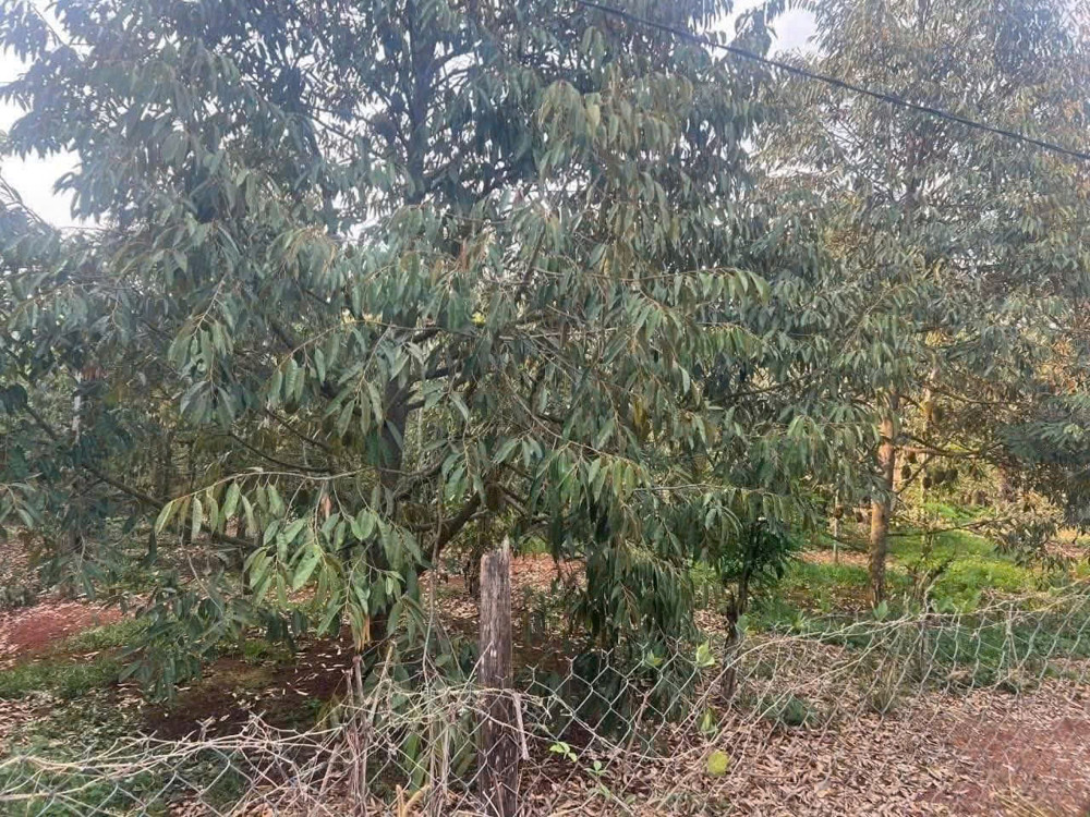 CHÍNH CHỦ CẦN BÁN ĐẤT 3 SÀO 2 TRỒNG SẦU RIÊNG – LỘC AN, LỘC NINH, BÌNH PHƯỚC