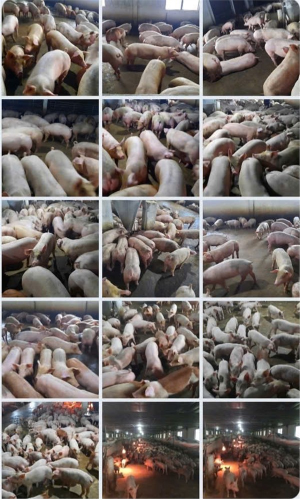 Trang trại chăn nuôi heo qui mô lớn 10 hécta giá 155 tỷ giá cả thương lượng