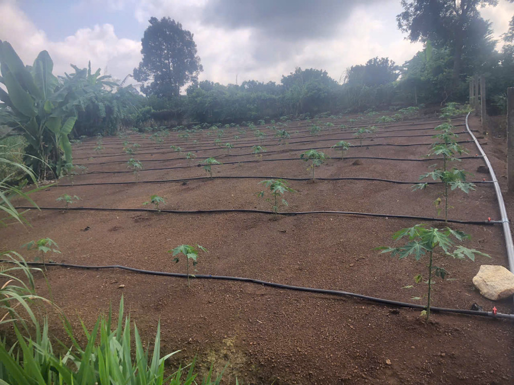 Chủ bán 1000mv mt nhựa láng lớn phủ hồng 300mv