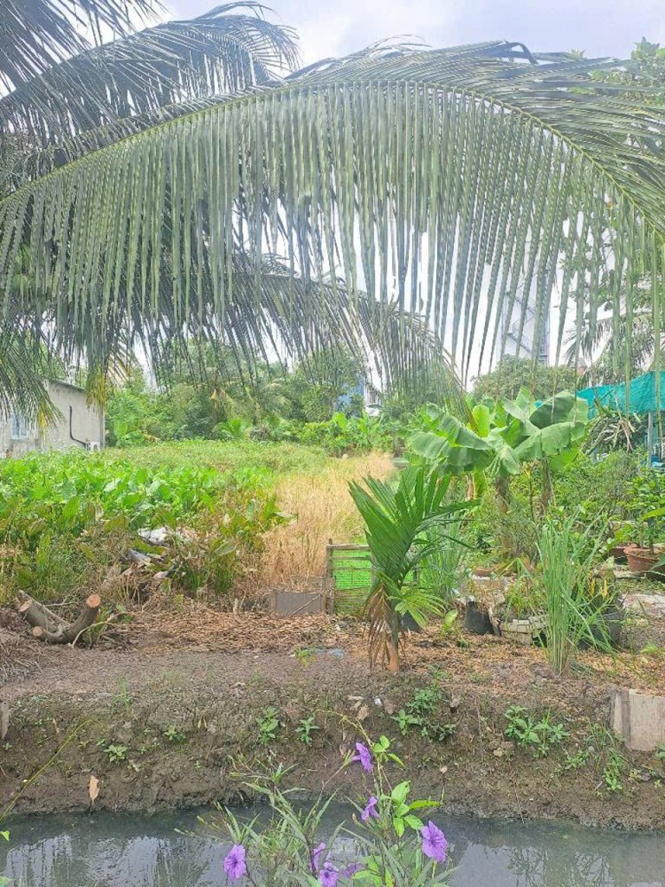 Đất Vuông Shr Hxh 201M2 – Thạnh Xuân 33 Quận 12 Ss