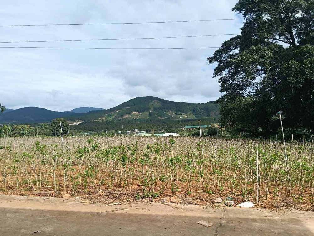 Đất Đẹp - Giá Tốt - Chính Chủ Cần Bán Lô Đất Vị Trí Đẹp Tại Xã Gia Lâm, Lâm Hà, Lâm Đồng