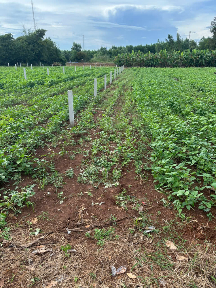 6Lô FO ...... Vị trí đất nằm trục đường nhựa cách tĩnh lộ 328 100m 6Lô FO ...... Vị trí đất nằm trục đường nhựa cách tĩnh lộ 328 100m