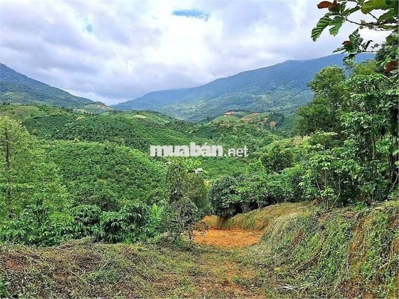 ĐẤT ĐẸP  - GIÁ ĐẦU TƯ –CHÍNH CHỦ  CẦN BÁN  LÔ ĐẤT  TẠI Thôn 10, xã Lộc Nam, Bảo Lâm, Lâm Đồng