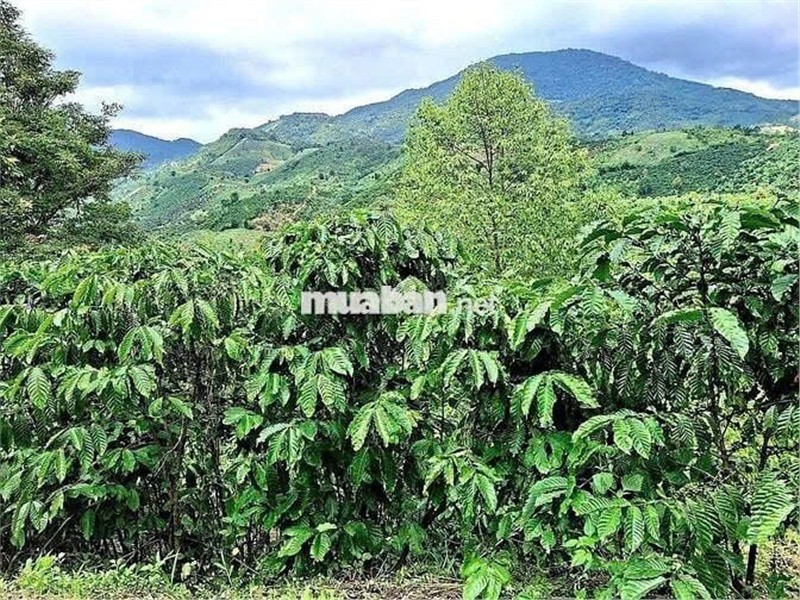 ĐẤT ĐẸP  - GIÁ ĐẦU TƯ –CHÍNH CHỦ  CẦN BÁN  LÔ ĐẤT  TẠI Thôn 10, xã Lộc Nam, Bảo Lâm, Lâm Đồng