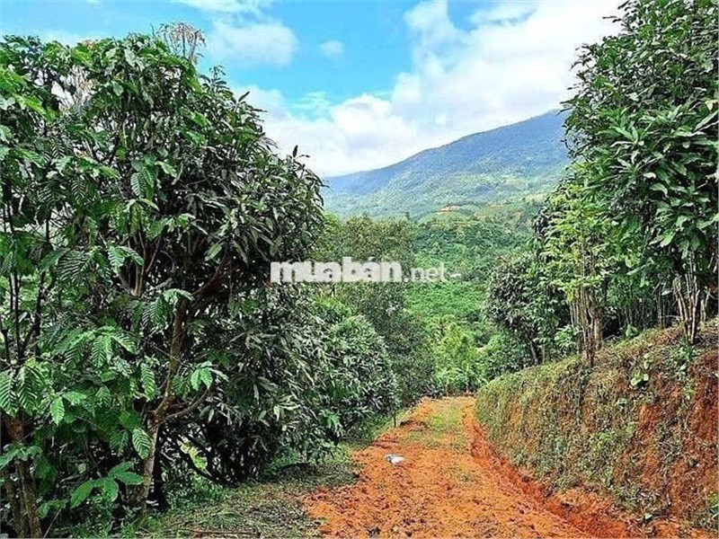 ĐẤT ĐẸP  - GIÁ ĐẦU TƯ –CHÍNH CHỦ  CẦN BÁN  LÔ ĐẤT  TẠI Thôn 10, xã Lộc Nam, Bảo Lâm, Lâm Đồng