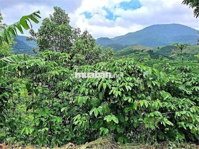 ĐẤT ĐẸP  - GIÁ ĐẦU TƯ –CHÍNH CHỦ  CẦN BÁN  LÔ ĐẤT  TẠI Thôn 10, xã Lộc Nam, Bảo Lâm, Lâm Đồng