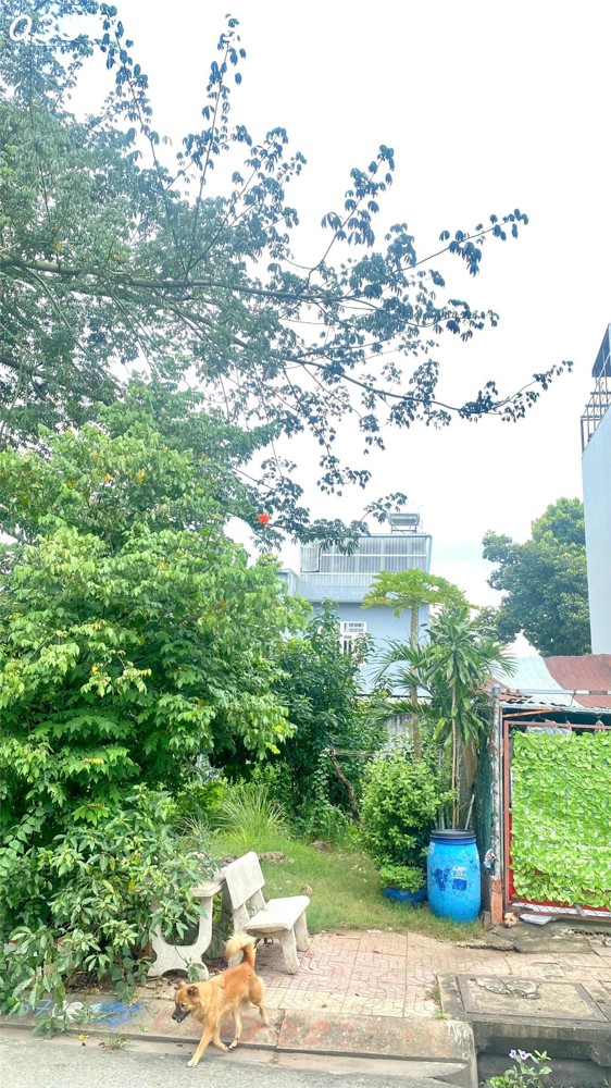 Lô đất 100m² vuông vức, xây dựng tự do, vị trí vàng đường 11A – Long Bình – Thủ Đức. Liền kề Lô đất 100m² vuông vức, xây dựng tự do, vị trí vàng đường 11A – Long Bình – Thủ Đức. Liền kề