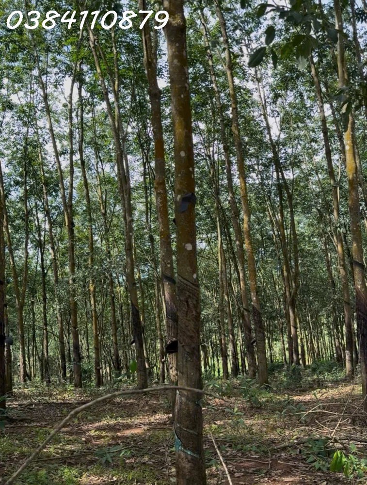 ĐẤT ĐẸP TÂN LỢI – ĐỒNG PHÚ, 2HA CAO SU – CHỈ 3 TỶ ĐẤT ĐẸP TÂN LỢI – ĐỒNG PHÚ, 2HA CAO SU – CHỈ 3 TỶ