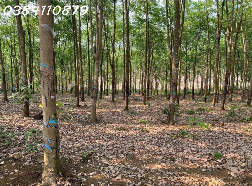 ĐẤT ĐẸP TÂN LỢI – ĐỒNG PHÚ, 2HA CAO SU – CHỈ 3 TỶ ĐẤT ĐẸP TÂN LỢI – ĐỒNG PHÚ, 2HA CAO SU – CHỈ 3 TỶ