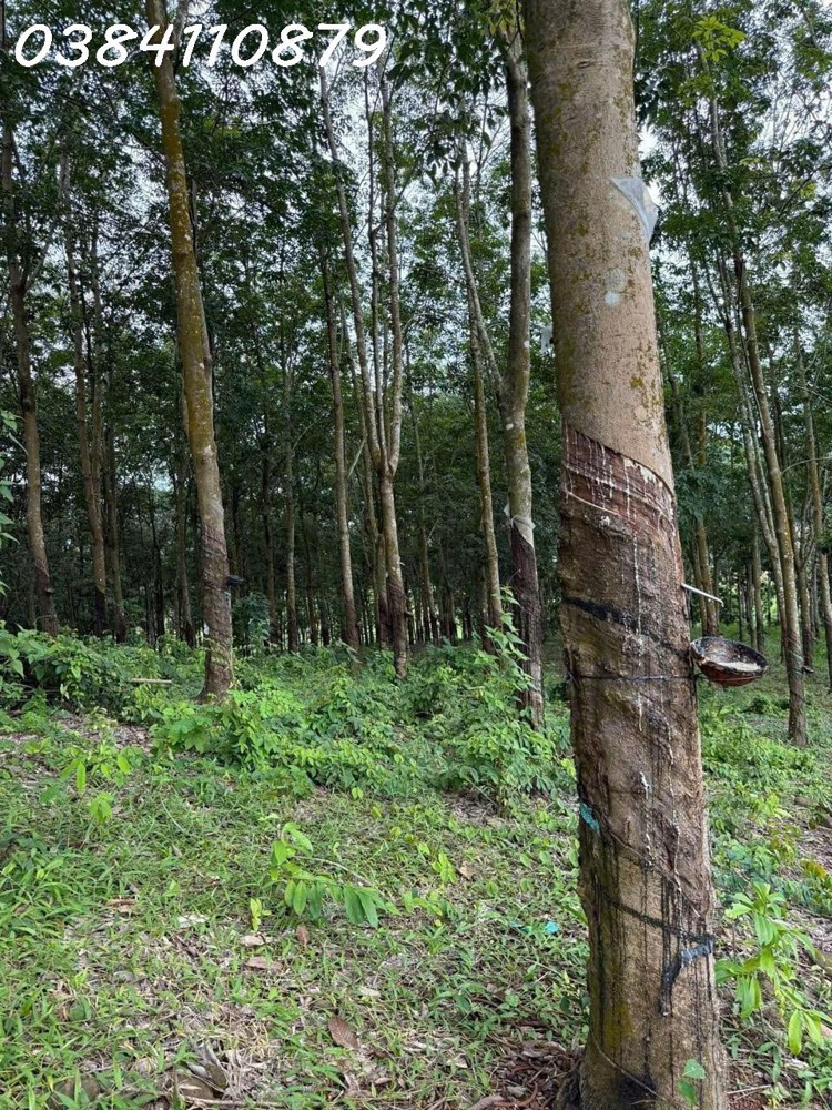 ĐẤT ĐẸP TÂN LỢI – ĐỒNG PHÚ, 2HA CAO SU – CHỈ 3 TỶ ĐẤT ĐẸP TÂN LỢI – ĐỒNG PHÚ, 2HA CAO SU – CHỈ 3 TỶ