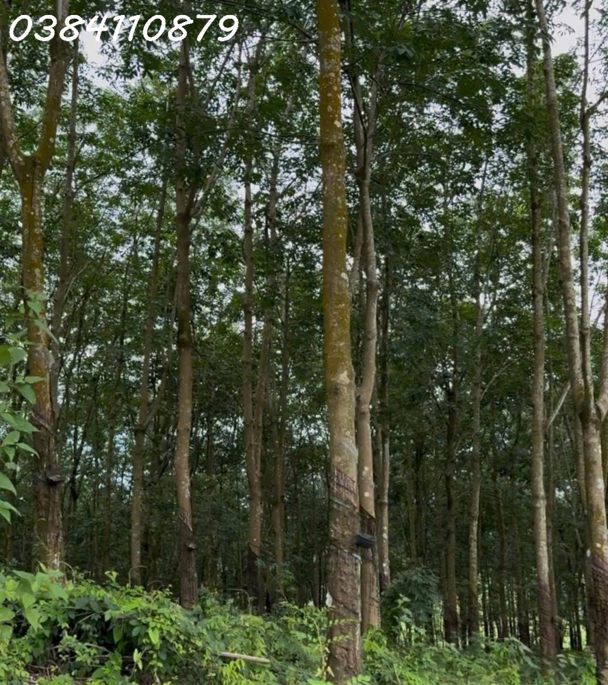 ĐẤT ĐẸP TÂN LỢI – ĐỒNG PHÚ, 2HA CAO SU – CHỈ 3 TỶ ĐẤT ĐẸP TÂN LỢI – ĐỒNG PHÚ, 2HA CAO SU – CHỈ 3 TỶ