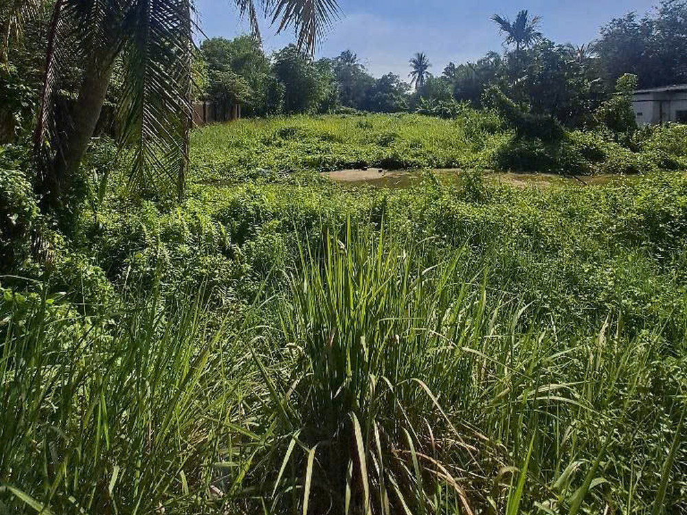 Đất Mặt tiền SHR Đ.14m 3360m2, Nở hậu – Thạnh Xuân 52 Quận 12 Đất Mặt tiền SHR Đ.14m 3360m2, Nở hậu – Thạnh Xuân 52 Quận 12