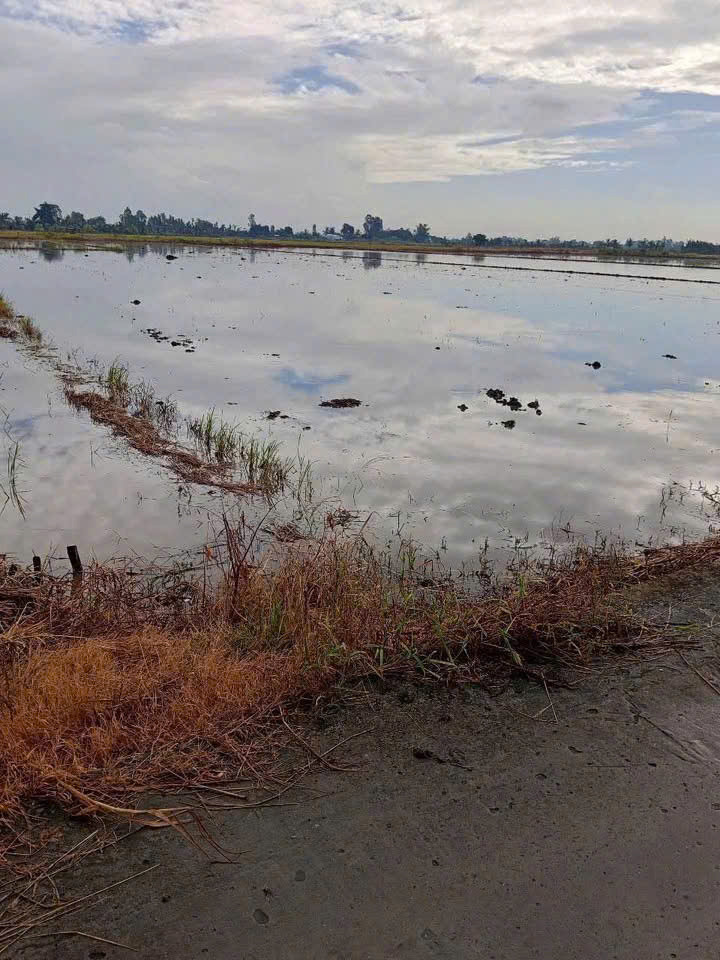 BÁN ĐẤT RUỘNG KHU VỰC PHI THÔNG – RẠCH GIÁ – KIÊN GIANG BÁN ĐẤT RUỘNG KHU VỰC PHI THÔNG – RẠCH GIÁ – KIÊN GIANG