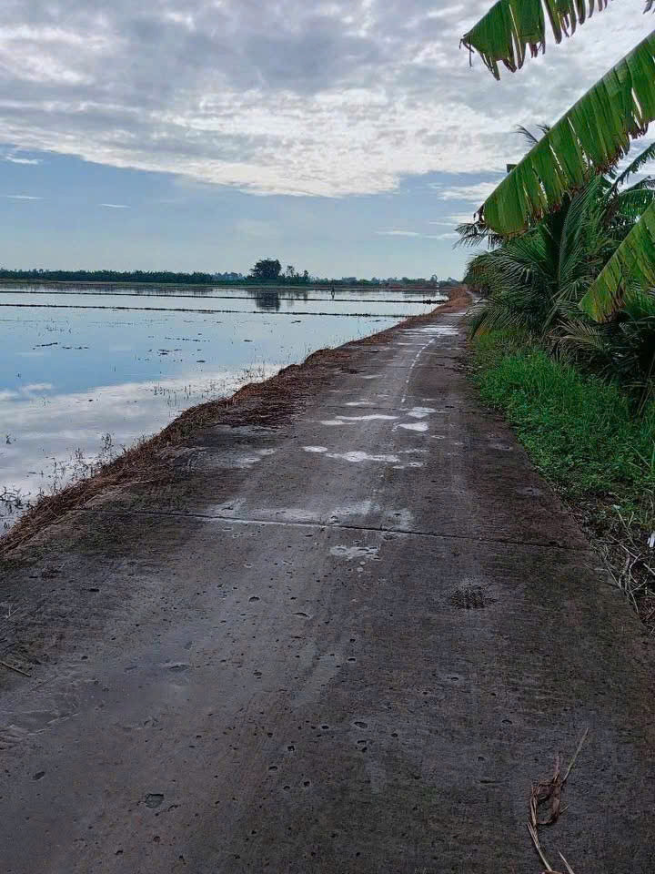 BÁN ĐẤT RUỘNG KHU VỰC PHI THÔNG – RẠCH GIÁ – KIÊN GIANG BÁN ĐẤT RUỘNG KHU VỰC PHI THÔNG – RẠCH GIÁ – KIÊN GIANG