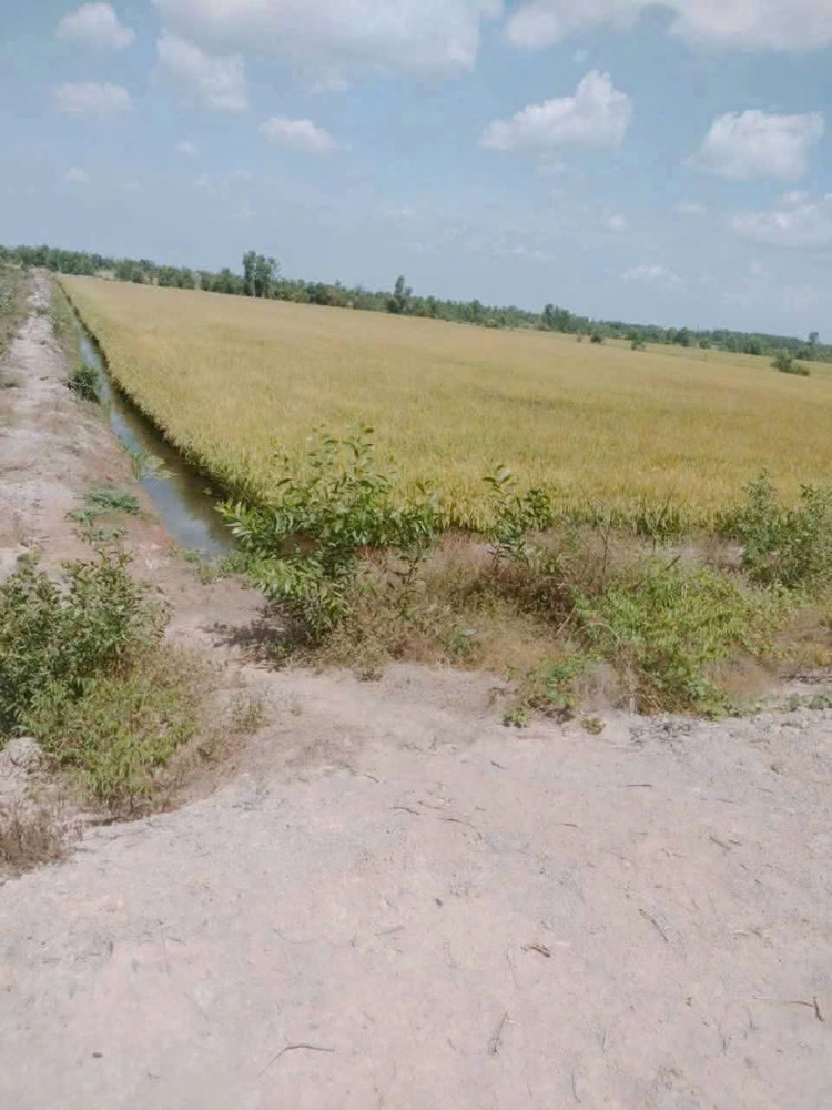 Tôi Chính Chủ Cần Bán 14000m2(1 mẫu 4) Đất Xã Long Thạnh, Thủ Thừa, Long An