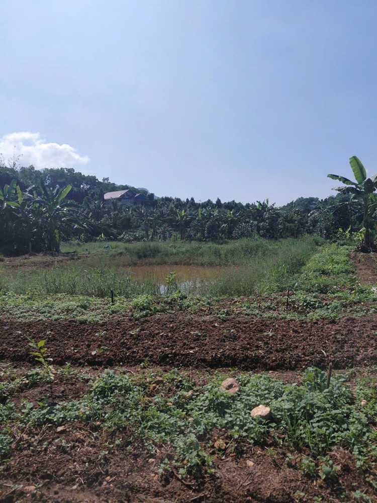 ĐẤT ĐẸP -  GIÁ TỐT  - CẦN BÁN LÔ ĐẤT Khai Hoang Khoảng 2 Mẫu Tại Ba Trại, Ba Vì, Hà Nội