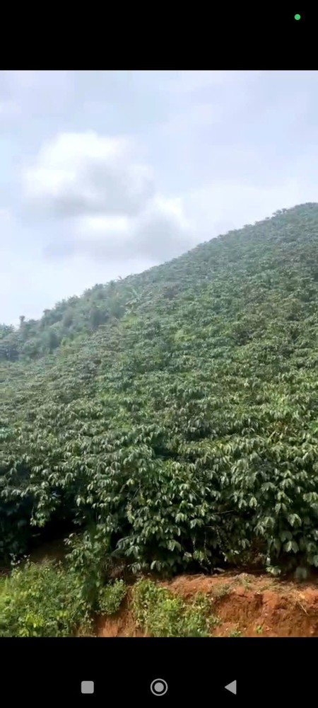 ĐẤT ĐẸP – GIÁ TỐT – CHÍNH CHỦ  CẦN BÁN  NHANH  LÔ ĐẤT  TẠI thôn 5 ,Tân Lâm, Di Linh, Lâm Đồng