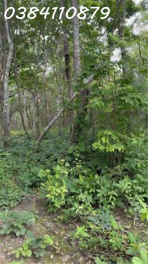 🌟 CHUYỂN NHƯỢNG 160 HECTA ĐẤT DỰ ÁN – HÀM TÂN, BÌNH THUẬN 🌟