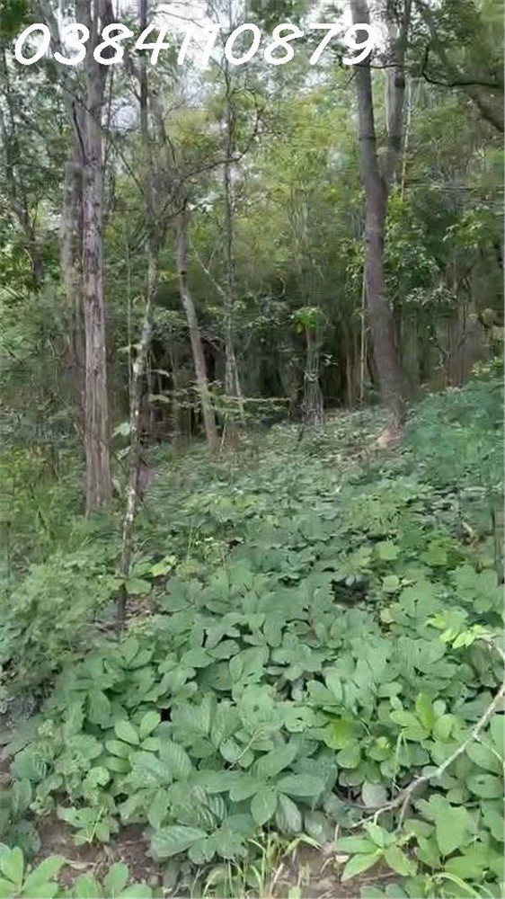 🌟 CHUYỂN NHƯỢNG 160 HECTA ĐẤT DỰ ÁN – HÀM TÂN, BÌNH THUẬN 🌟